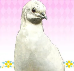 Nanaki Kazuaki