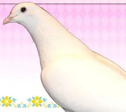 Oko San