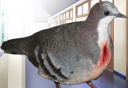 Higure Anghel