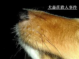 Inu Morishou Satsujin Jiken