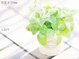 Manatsu Made no Kyori