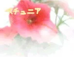 Petunia